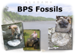 Fossil field trips brooksella, ammonite, plaster jacket dinosaur