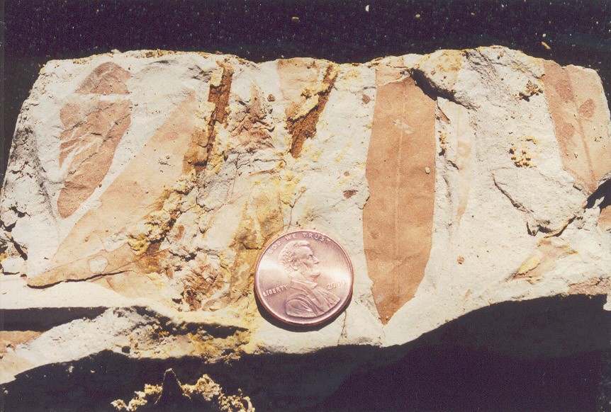 fossil leaf