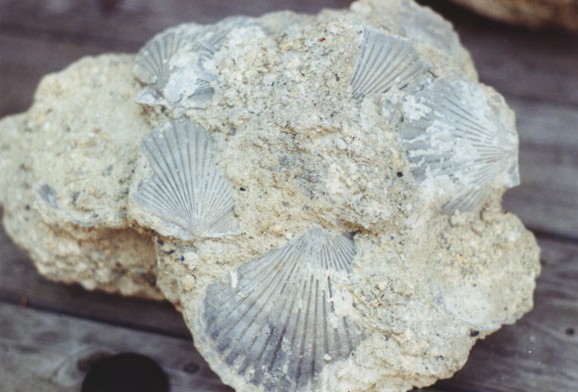 fossil pectin