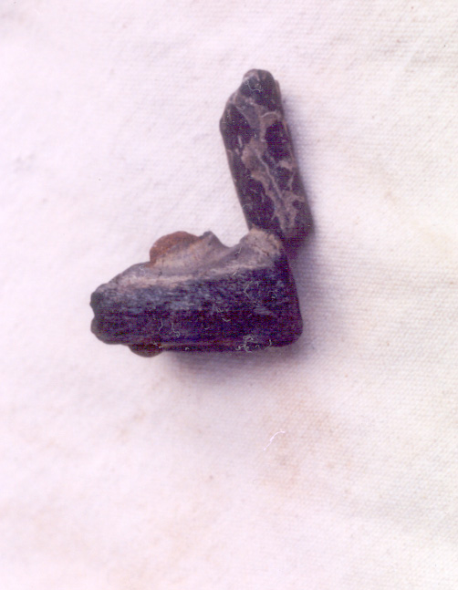 fossil jaw tooth socket