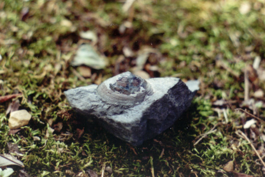 fossil limpet