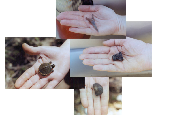 hands holding fossils, turtle