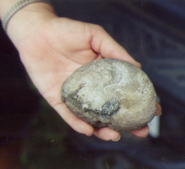 fossil nautiloid