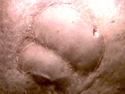 fossil under microscope