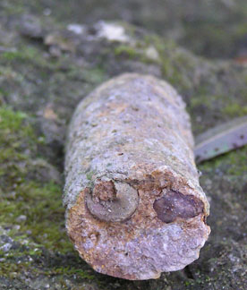 fossil shells inside fossil burrows