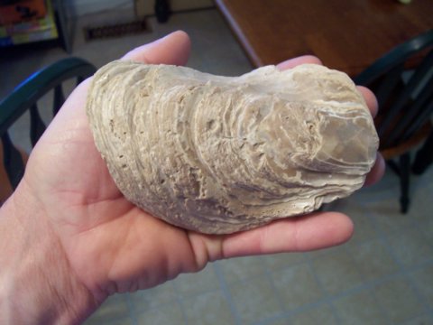 fossil oyster