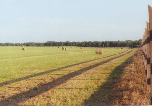 hay rolls in field