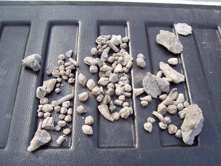 fossil crinoid, blastoid, coral