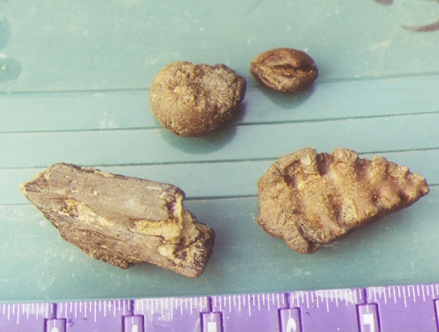 fossil shells, ammonite