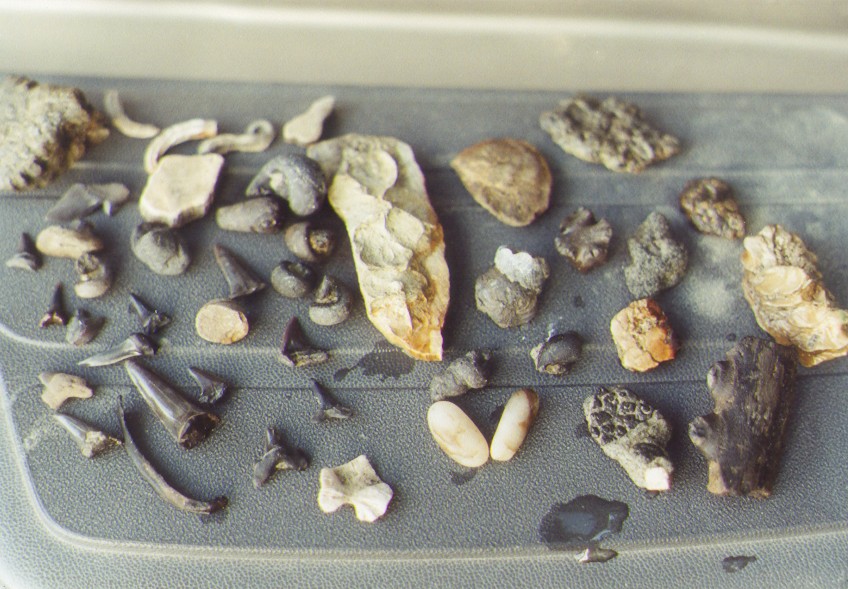 fossil teeth and shells