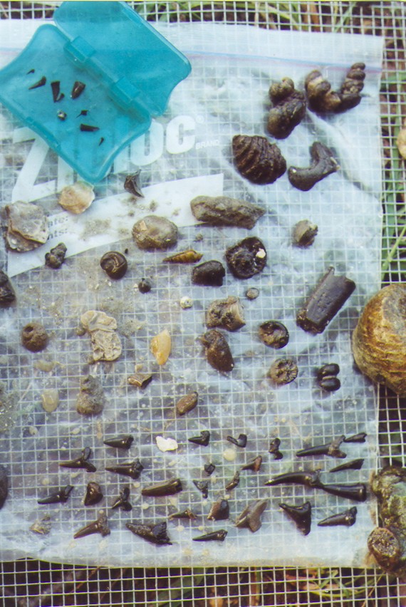 fossil teeth and shells