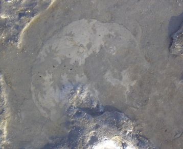 ammonite in chalk matrix