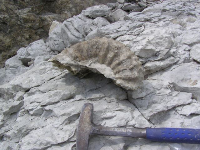 fossil ammonite section