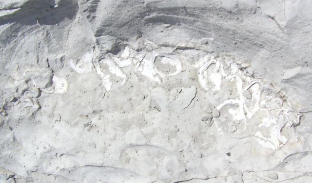 fossil shells in chalk bluff