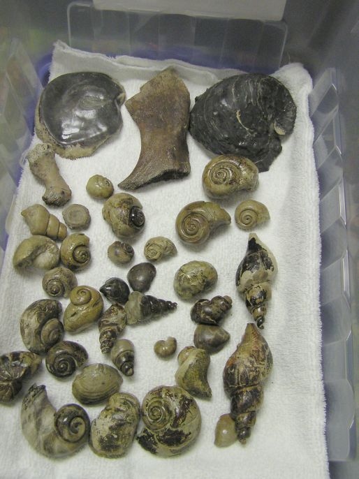 fossil gastropods