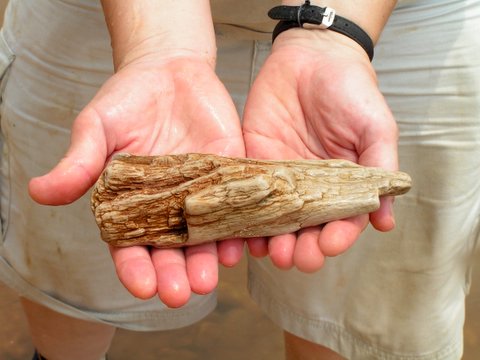 showing off permineralized wood