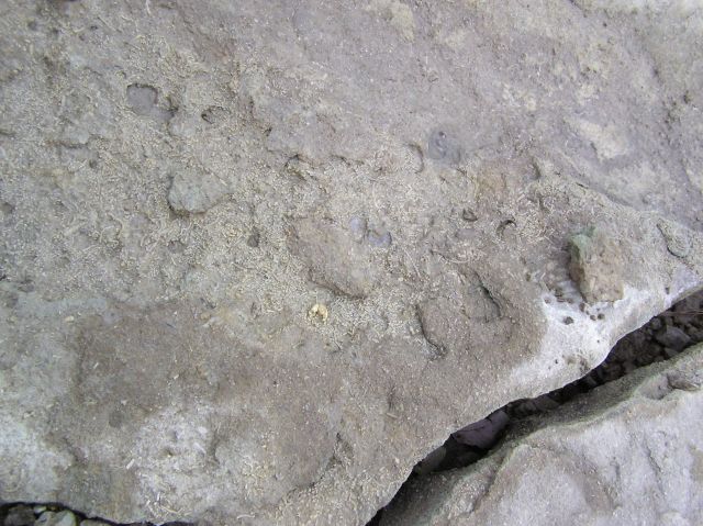 tiny fossil crinoid