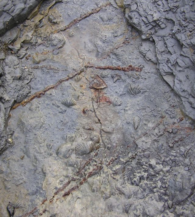 fossil brachiopods in matrix