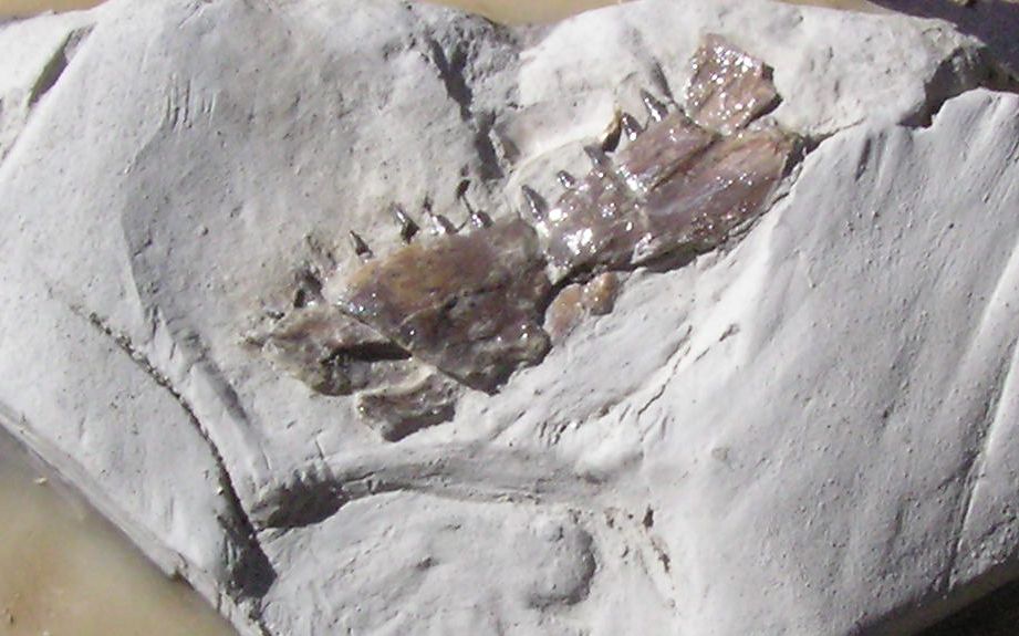 fossil fish jaw