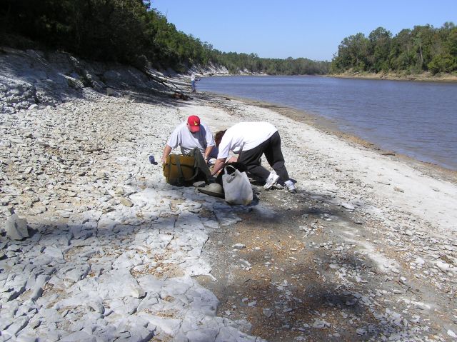collecting fossil turtle in chalk outcrops