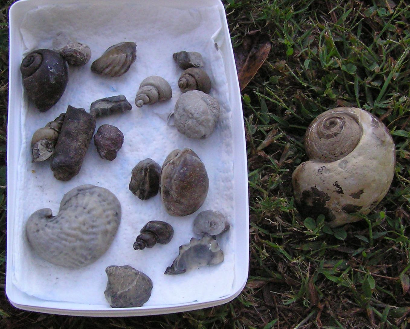 fossil gastropods and exogyra