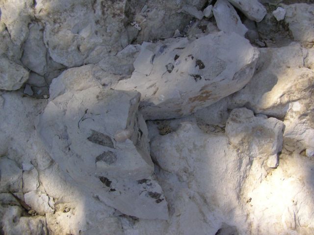 fossil shells in limestone