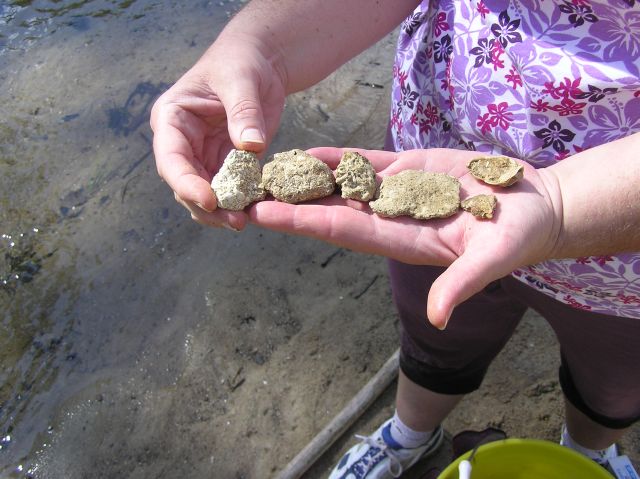 showing fossil coquina found in creek