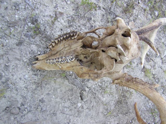 deer skull teeth