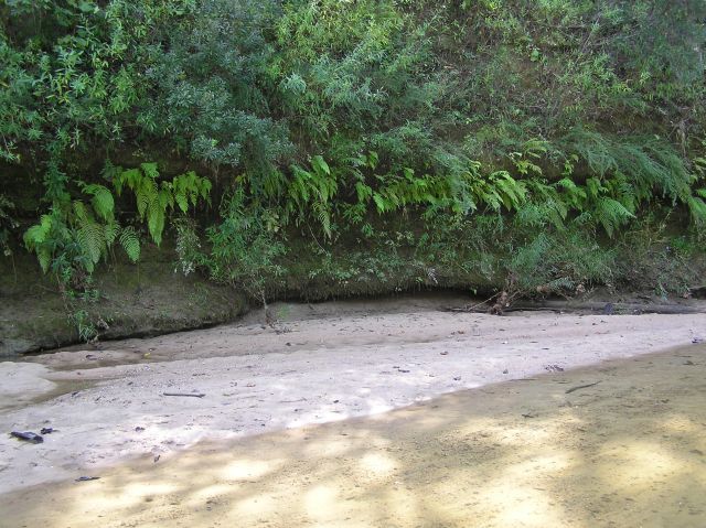 beautiful creek bank with ferns and white sand