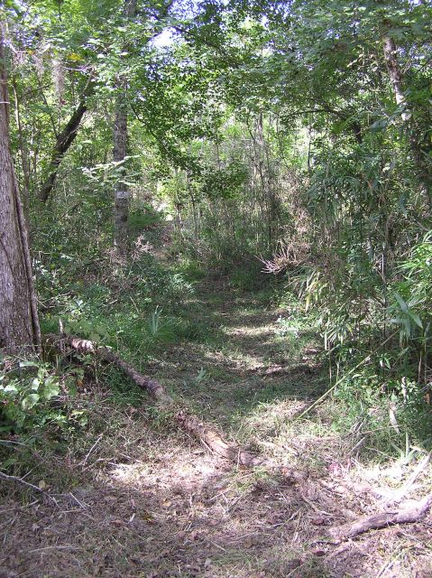newly blazed path to creek
