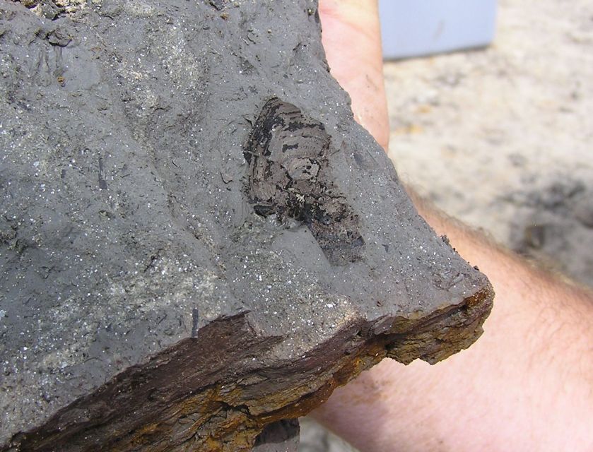 fossil mussel