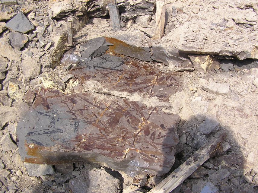 fossil leaf material