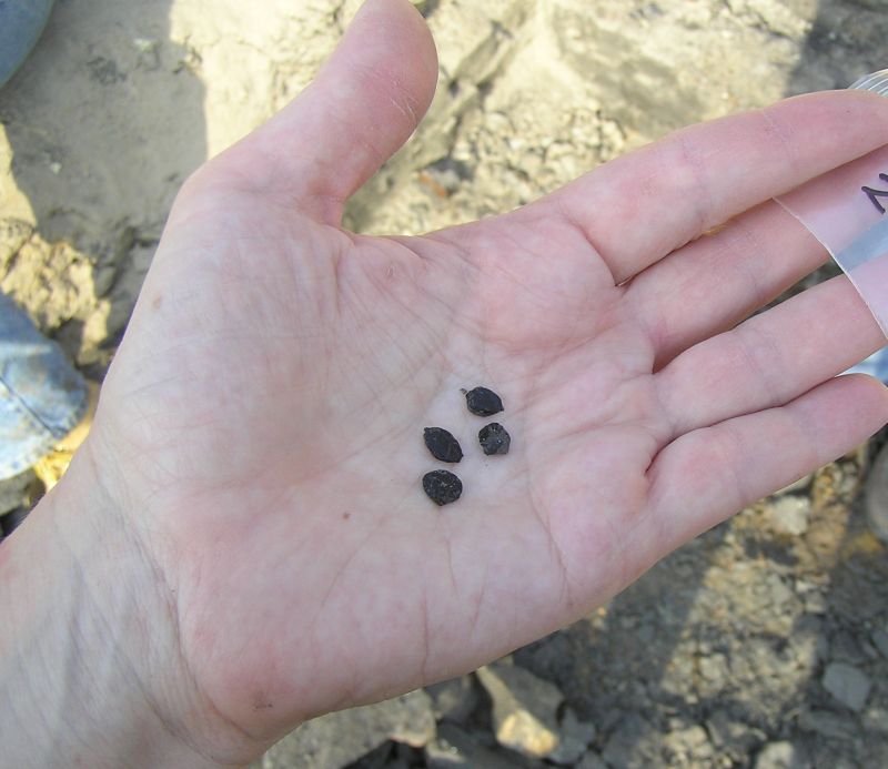 fossil seeds