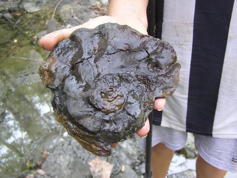 fossil ammonite