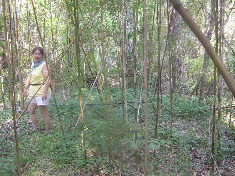 becky in a cane forest near fossil site