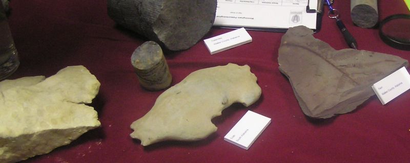 fossils on display
