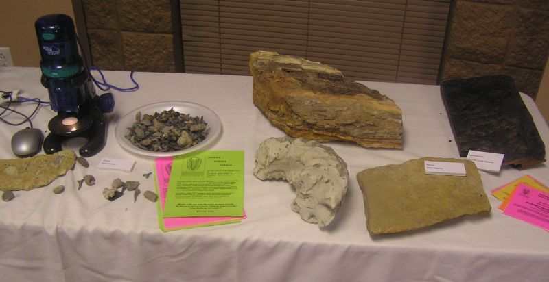 fossils on table