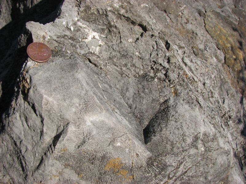 fossil coral on huge boulder
