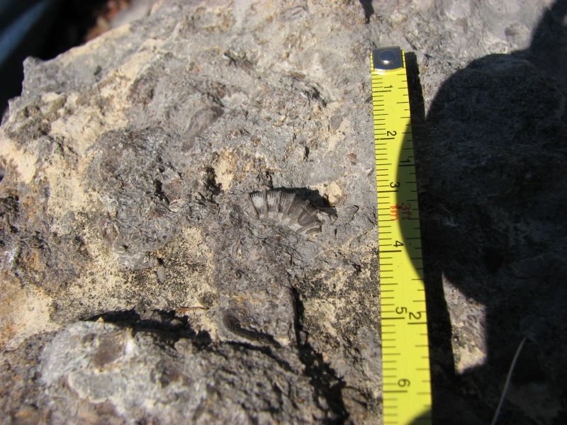 fossil crinoid stem