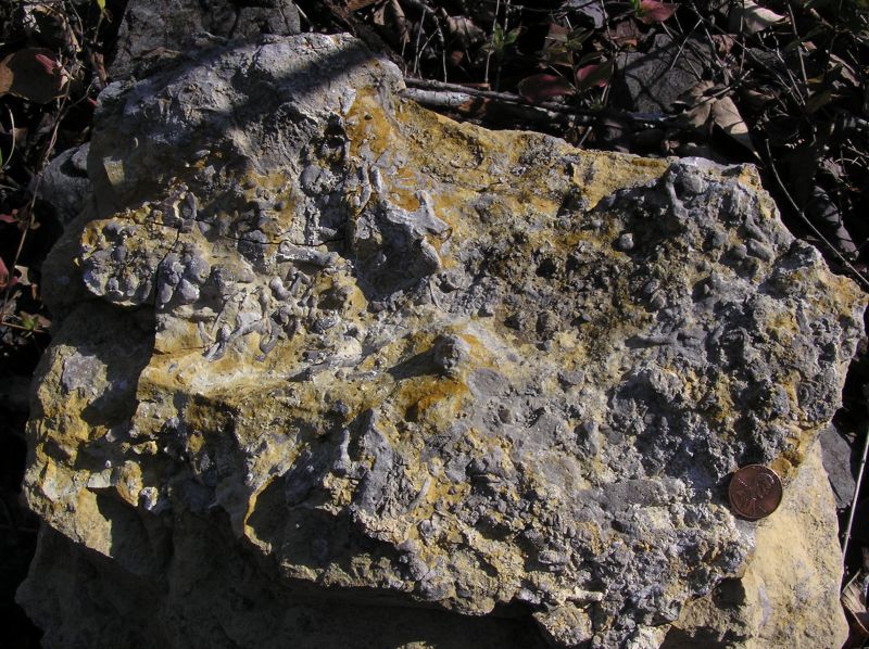 rock filled with badly weathered fossils