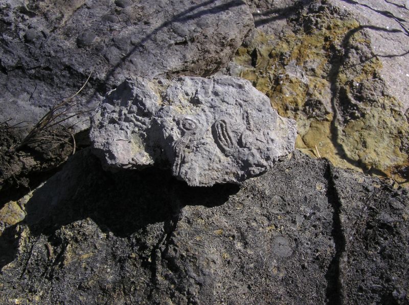 boulders covered with fossils
