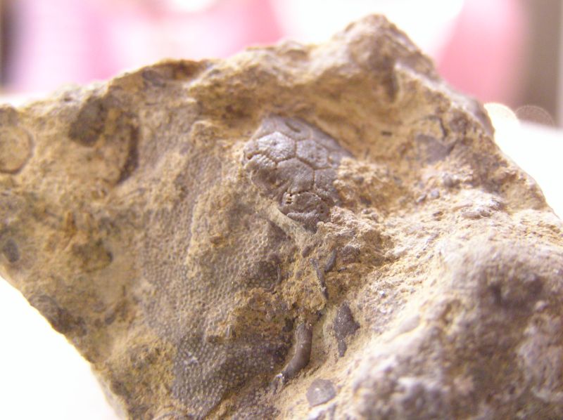 fossil echinoderm plate
