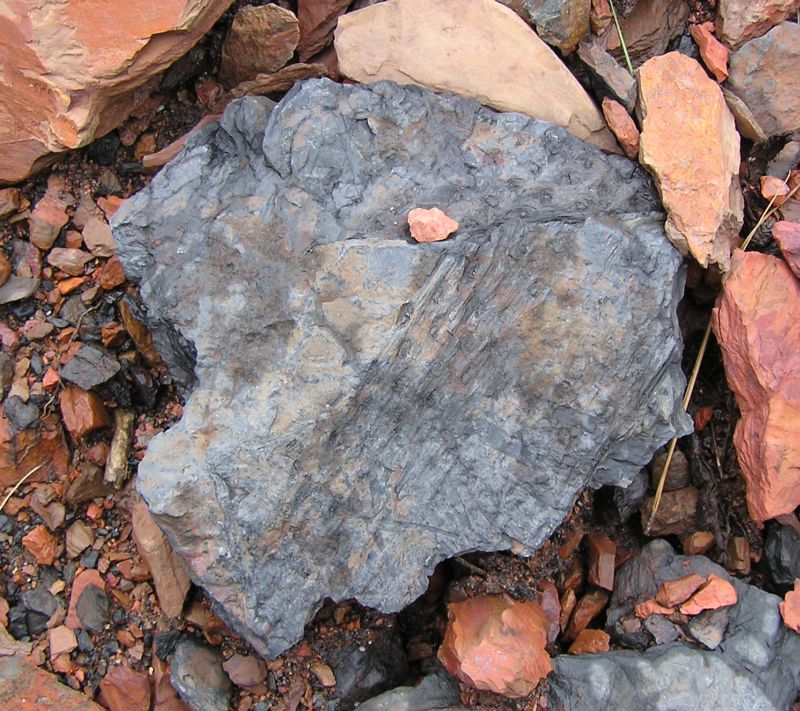 fossil plant material