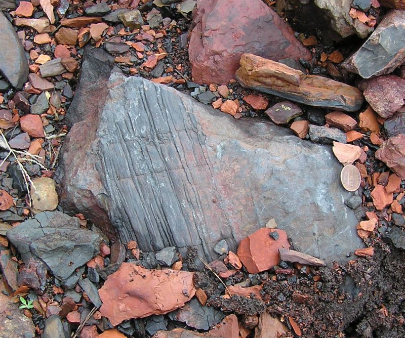 fossil plant material