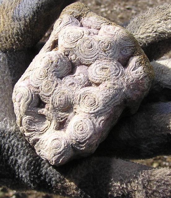 fossil stromatolite