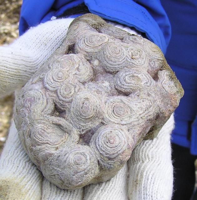 fosil stromatolite