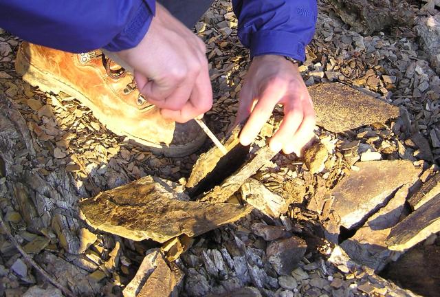splitting shale to find fossil trilobites