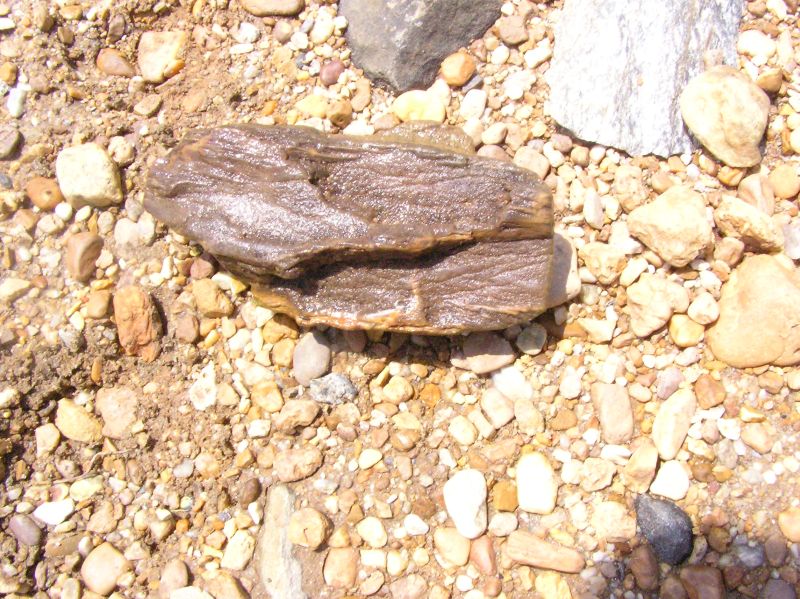 nice piece of fossil wood with crystals