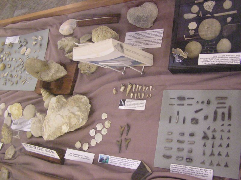 cenozoic fossils