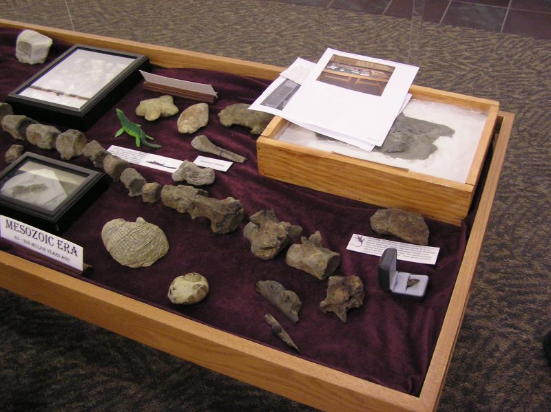 mesozoic era fossils